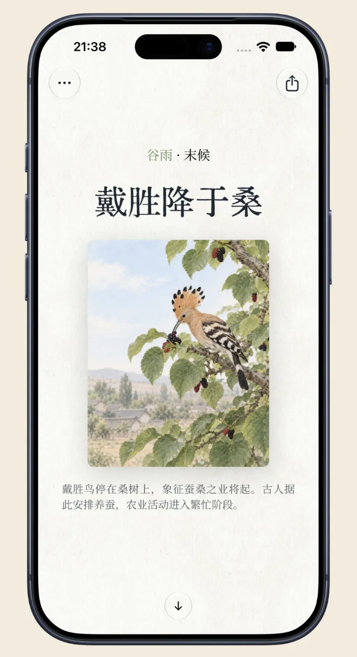 七十二候 App：戴胜降于桑的物候插画与介绍